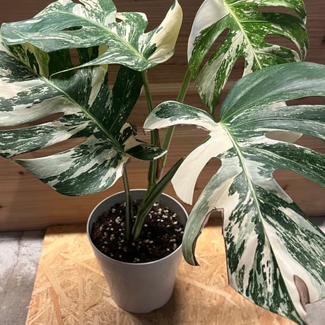 ポトス　ライムコンパクト散り斑入り ポトス ライムコンパクト(斑入り) - メルカリ