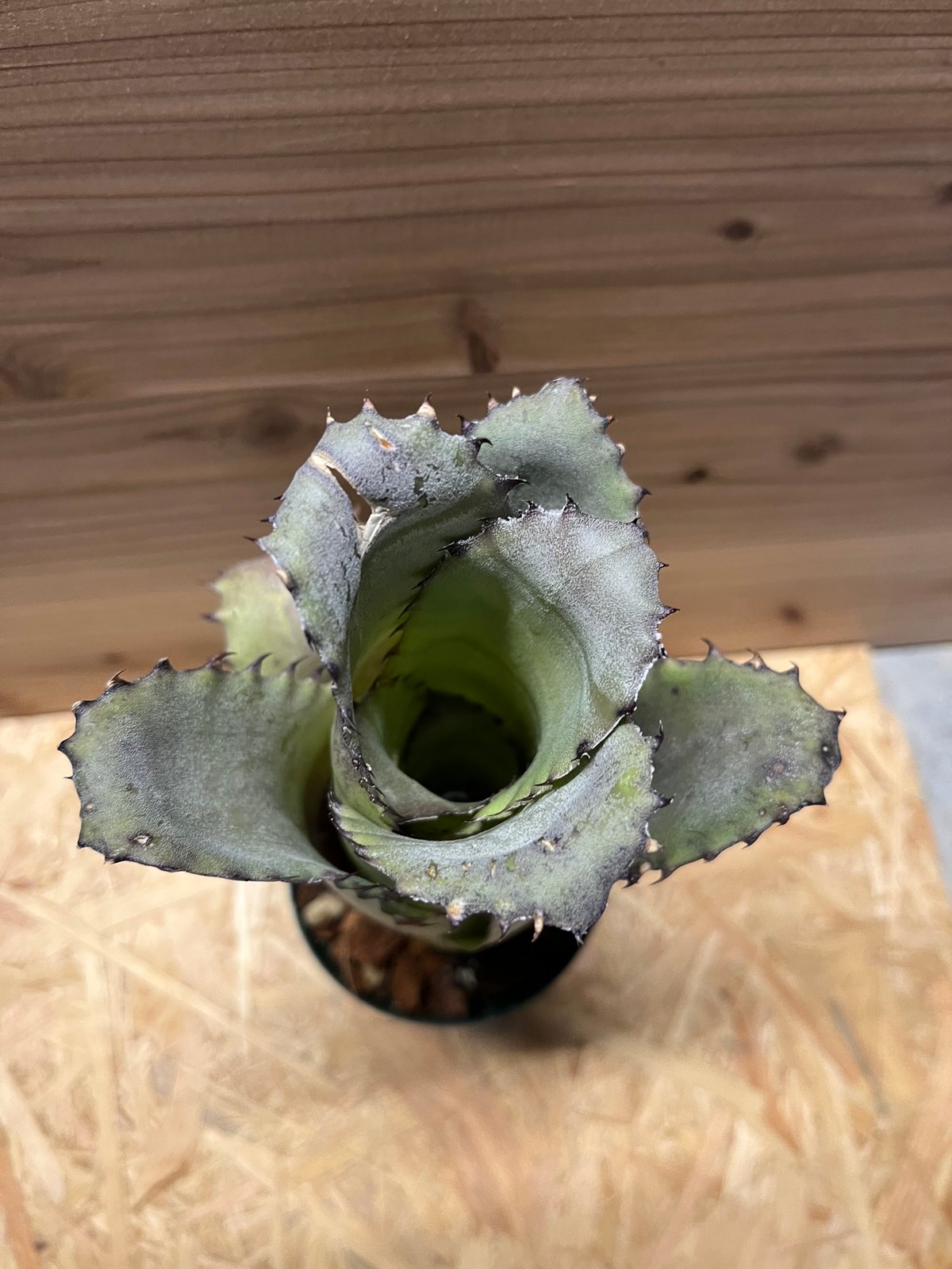 fit=scale-down,w=1200