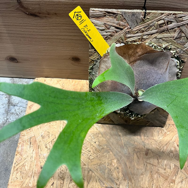 ビカクシダ E-1 スポア | GREEN LUCK