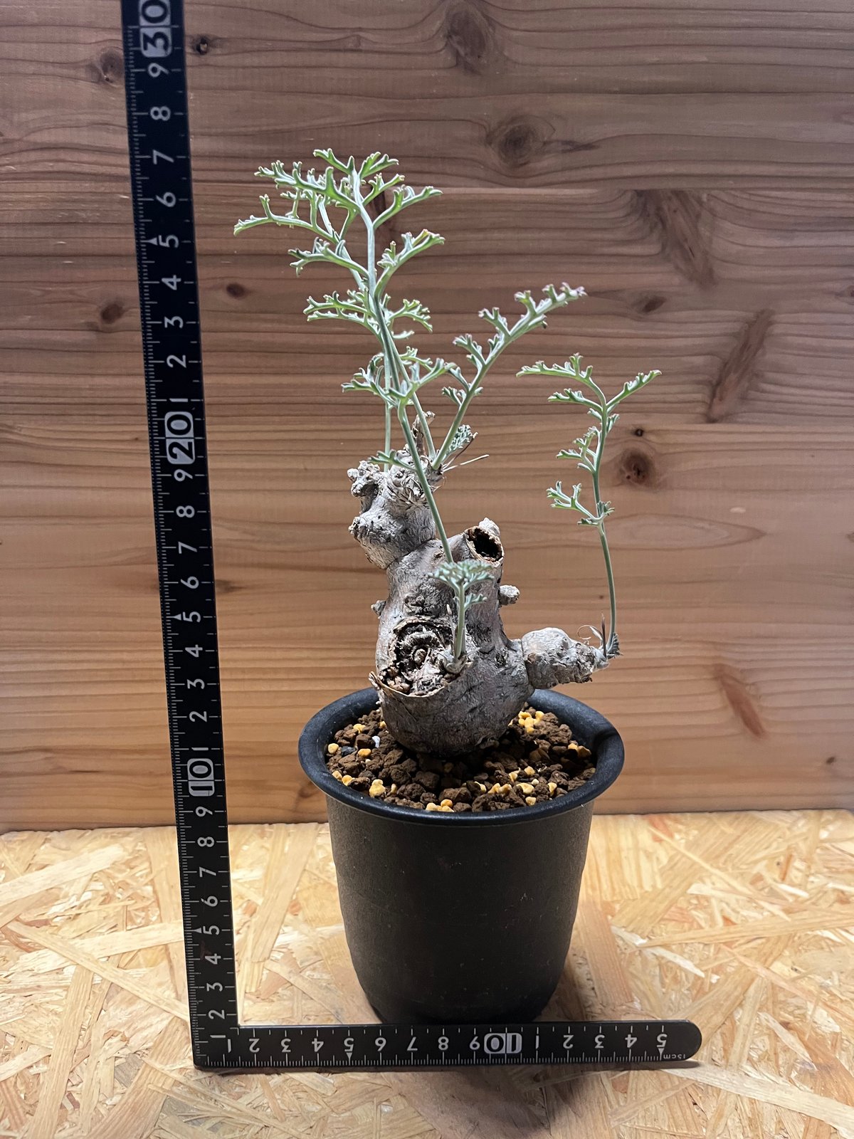 希少 3年管理 ペラルゴニウム・クリズミフォリウム 現地球 希少 3年管理 ペラルゴニウム・クリズミフォリウム 現地球 【公式通販】