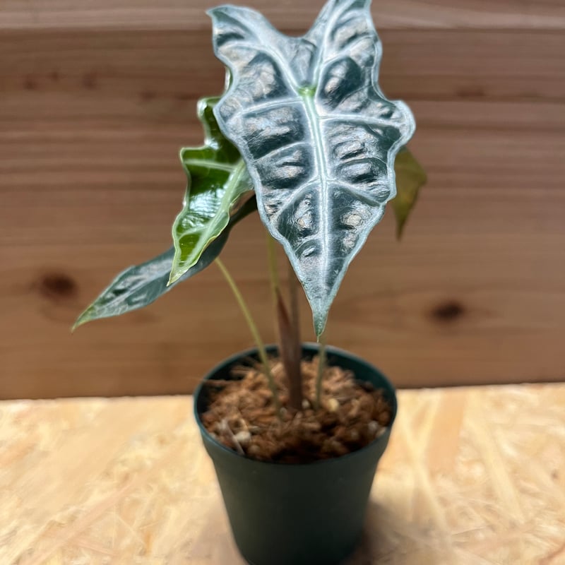 アロカシア サンデリアナ ノビリス | GREEN LUCK