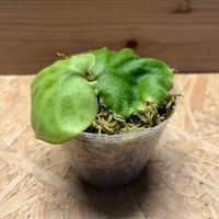 【希少美麗種】ネオレゲリア　‘オールウェイズカレン’ 希少美麗種】ネオレゲリア 'オールウェイズカレン' - メルカリ