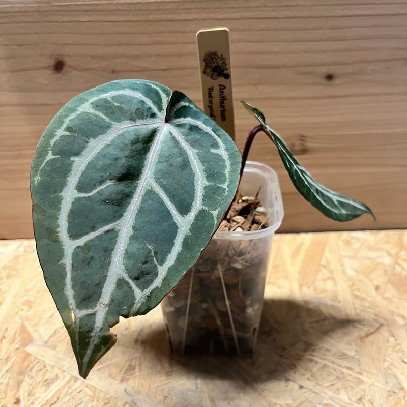 Anthurium Red Queen xself アンスリウムレッドクイーンセルフ 特大株
