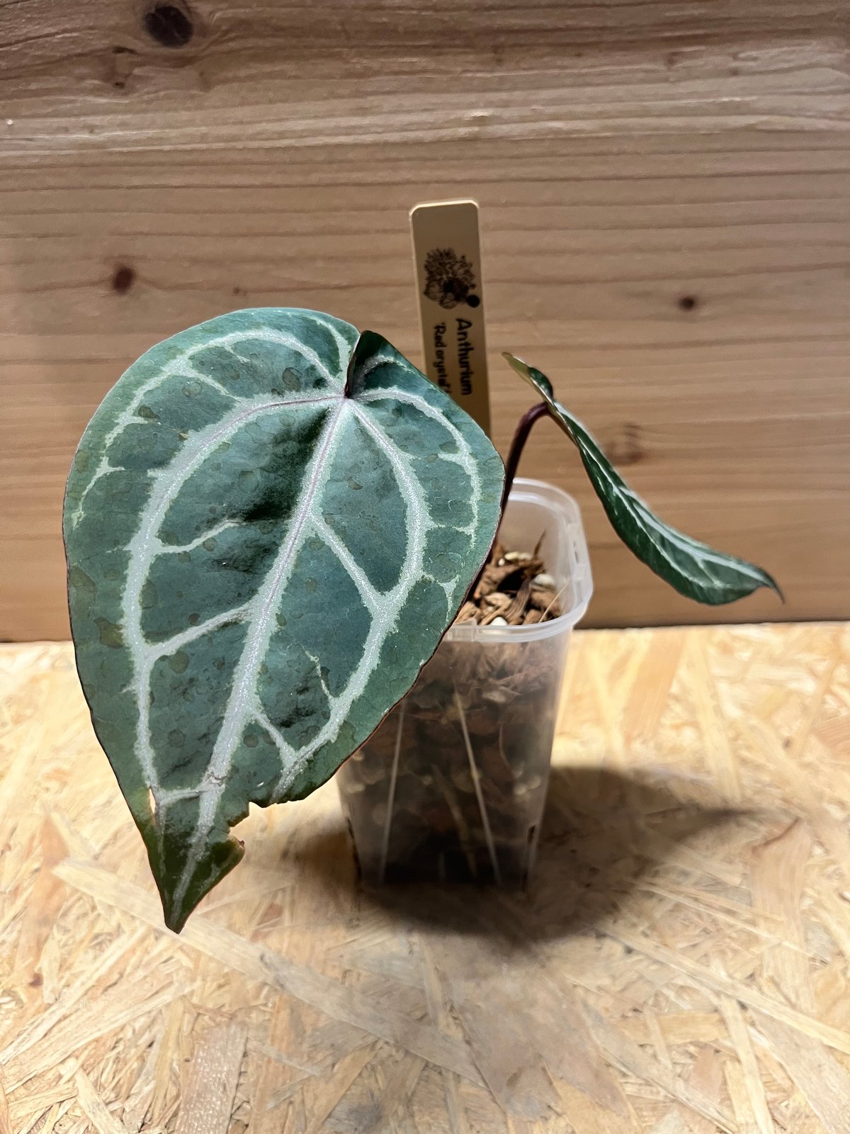 アンスリウム レッドクリスタル セルフ | GREEN LUCK