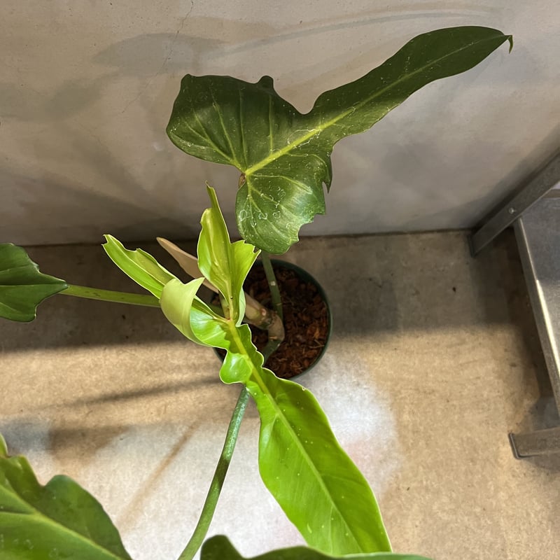 フィロデンドロン ゴールデンドラゴン | GREEN LUCK