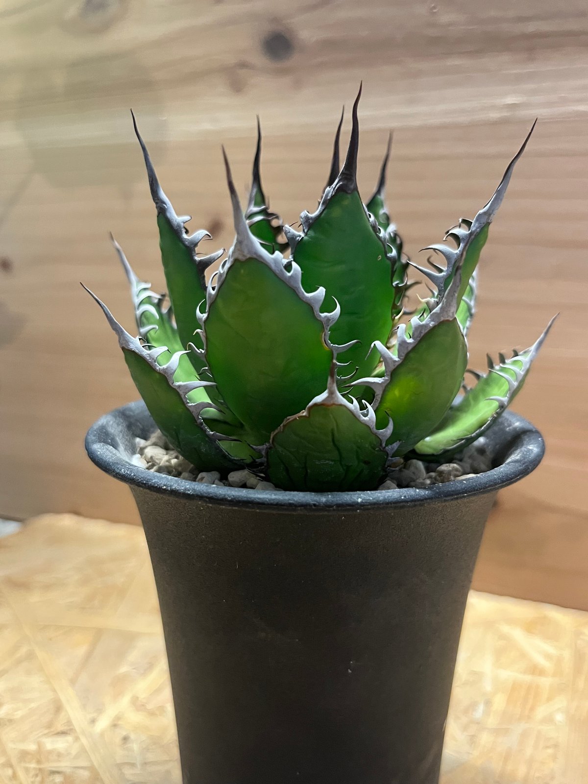 169✴陽炎✴【7.13写真更新】アガベ ホリダ 169✴陽炎✴【7.13写真更新】アガベ ホリダ - メルカリ