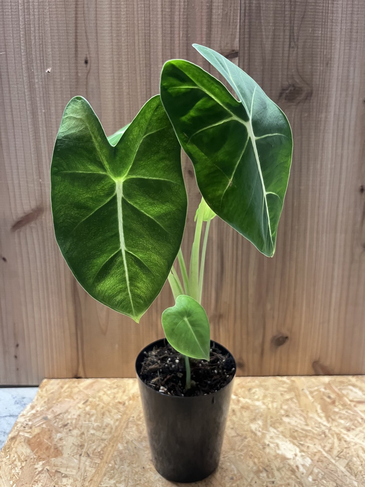 アロカシアグリーンベルベット 斑入り ハーフムーン ③ アロカシア グリーンベルベット斑入り green velvet ハーフ