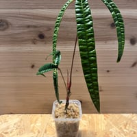 ネオレゲリア　ドミノ リサのタグ付き ネオレゲリア ドミノ リサのタグ付き