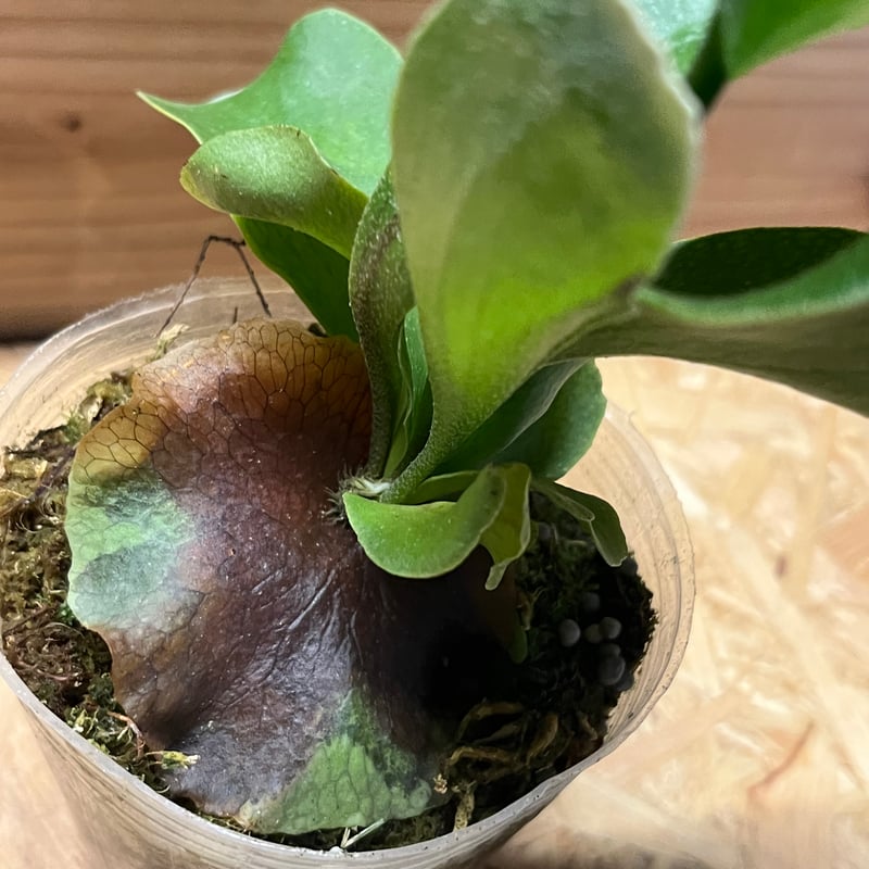 ビカクシダ ヒリー ドラゴン | GREEN LUCK