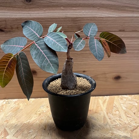 フィランサスミラビリス超美形大株