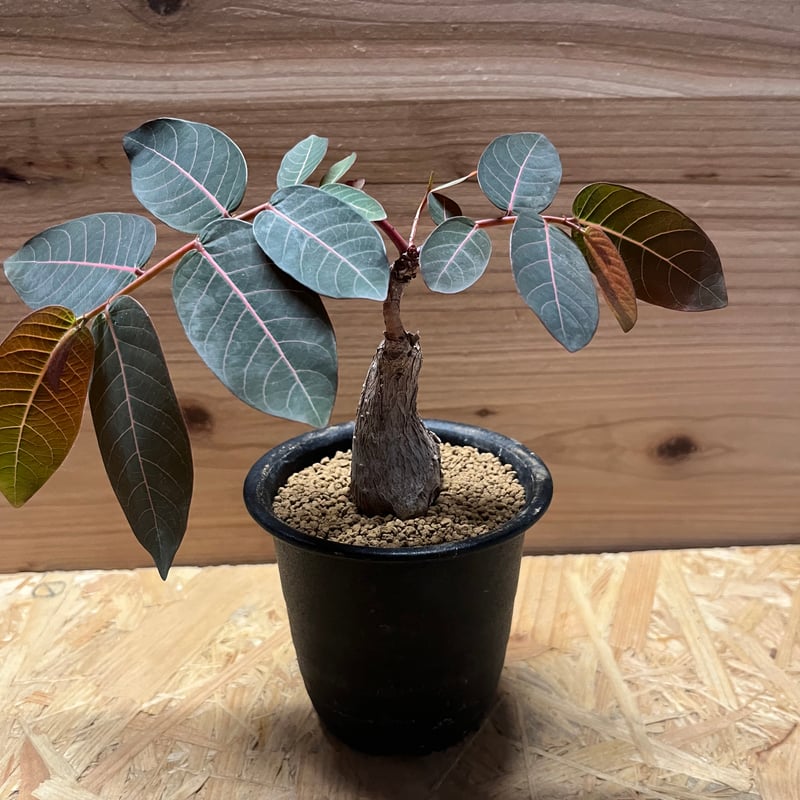 フィランサスミラビリス　超美形大株 フィランサス ミラビリス - 観葉植物・生花・ドライフラワー通販