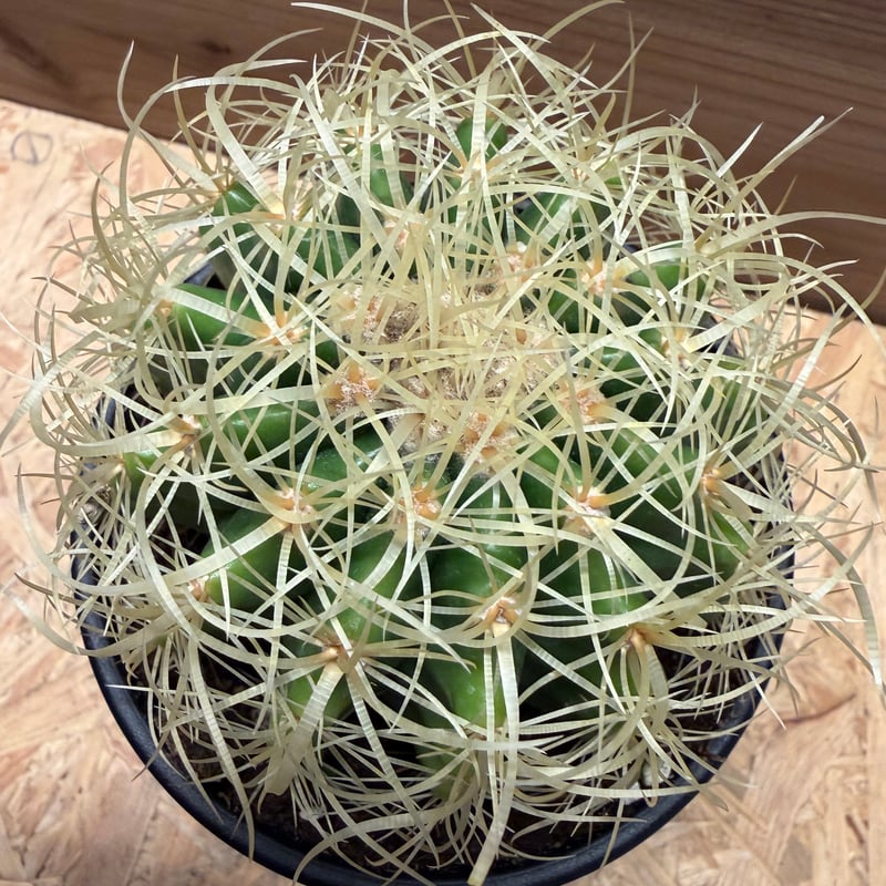 エキノカクタス グルソニー 金鯱 短巻棘 | GREEN LUCK