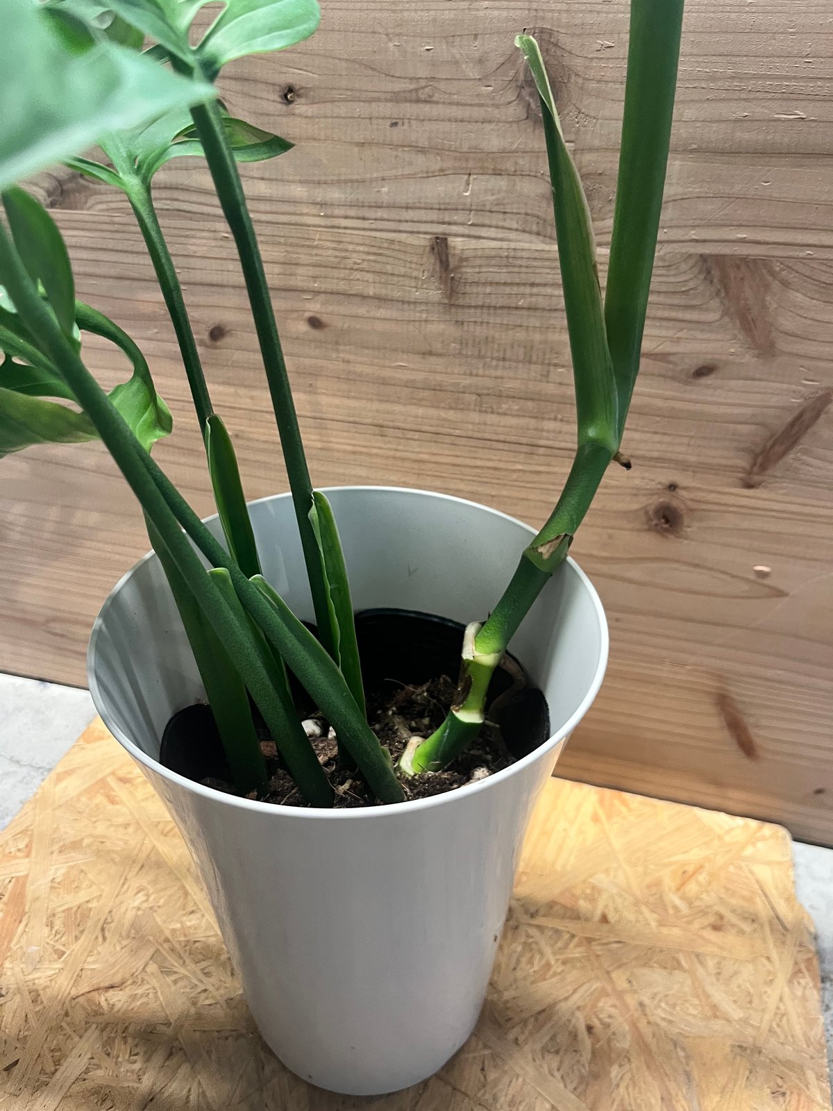 モンステラ エスケレート | GREEN LUCK