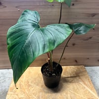 アロカシア マハラニ | GREEN LUCK