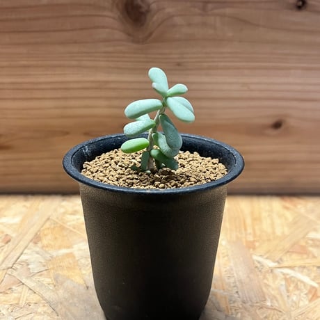 ケラリアピグマエア | STORES