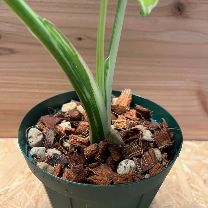 斑入りクワズイモ オキナワシルバー | GREEN LUCK