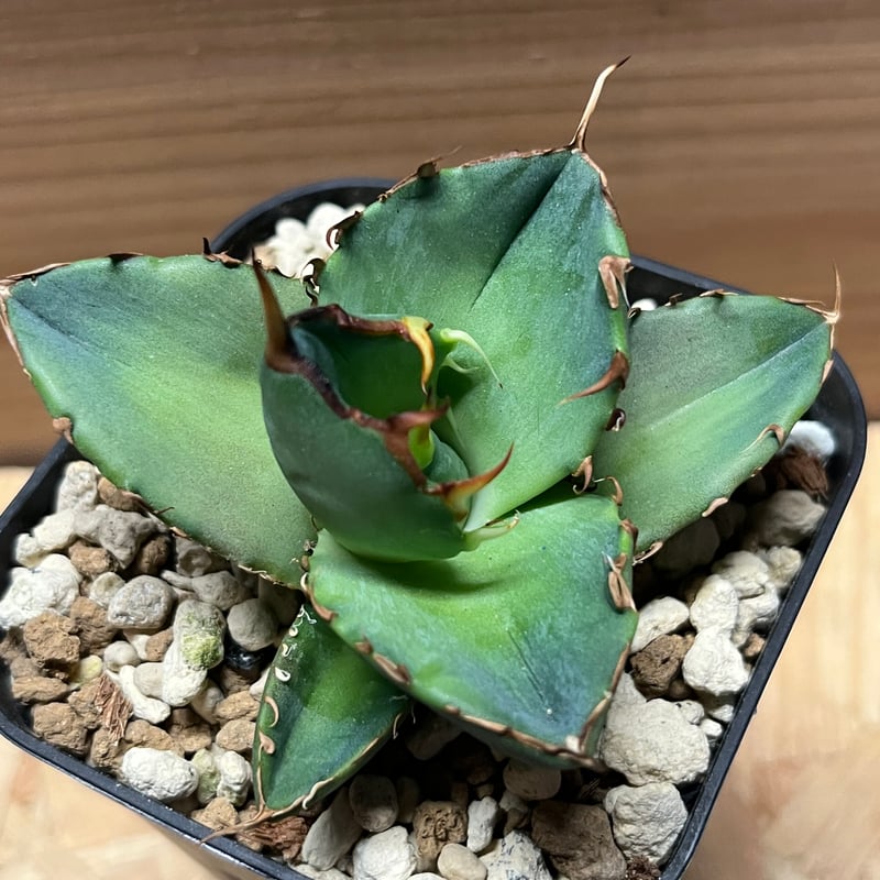 アガベ チタノタ ドラゴンスパイン | GREEN LUCK