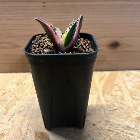 スナグルトゥース | STORES