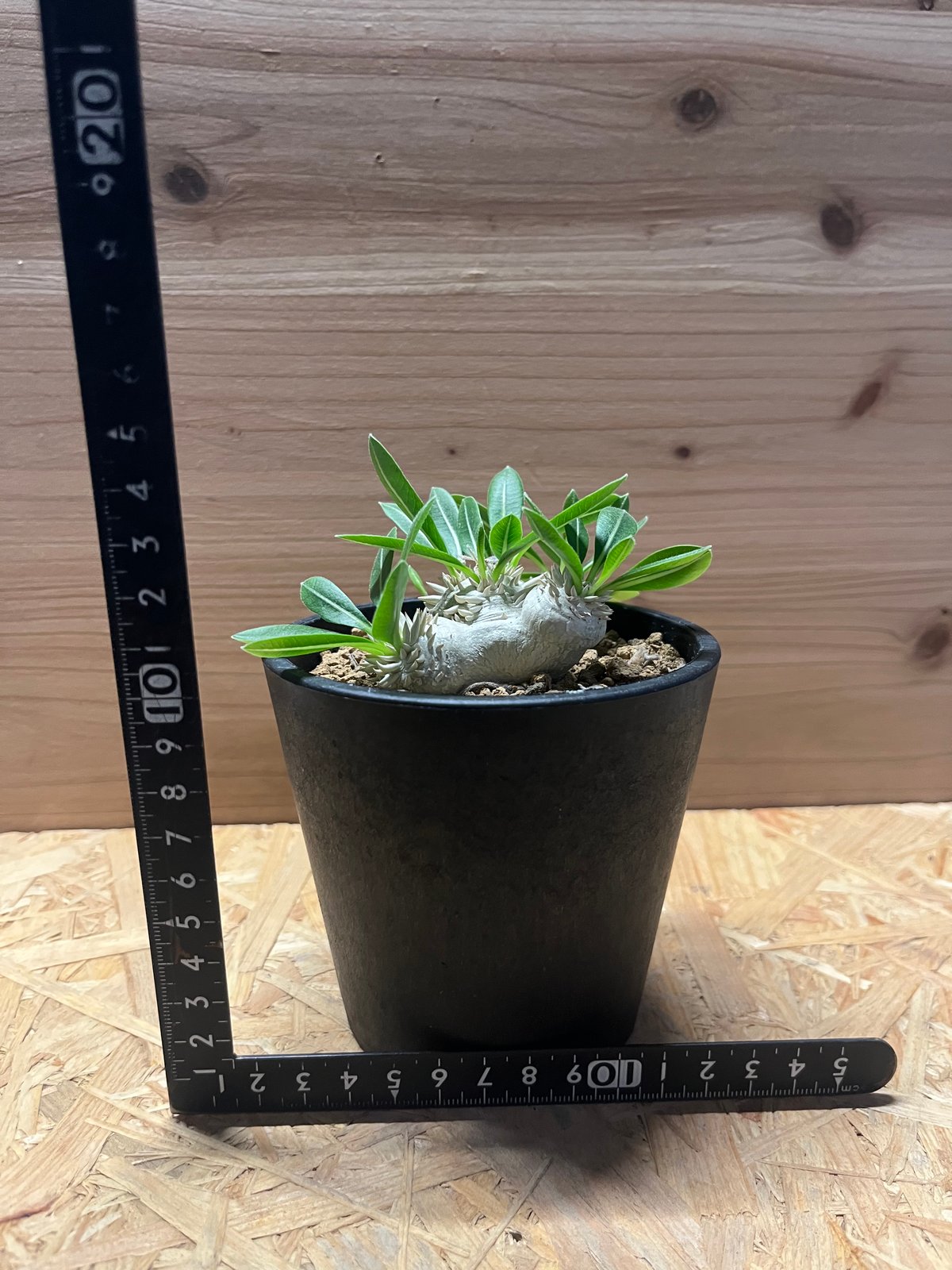 パキポディウム 恵比寿笑い Pachypodium brevicaule ⑧ fit=scale-down,w=1200