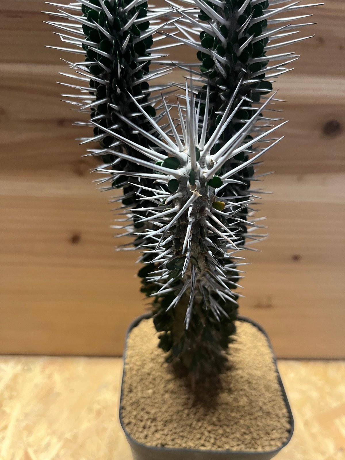 アローディア モンタグナッキー | GREEN LUCK