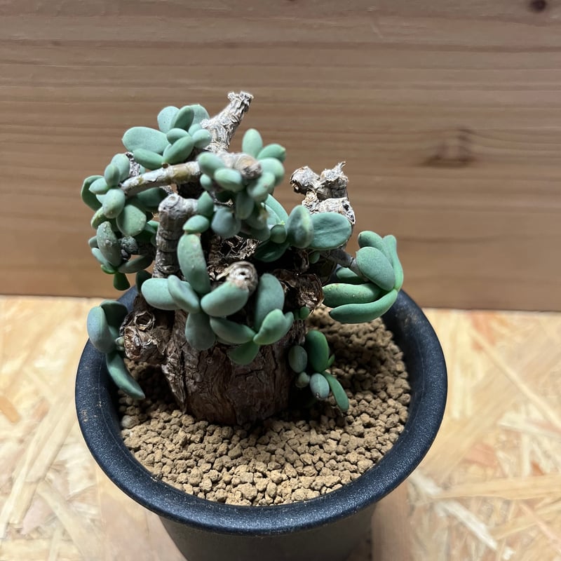 Ramat Planter #265 × ケラリア ピグマエア Ceraria pygmaea 【発根済み】〈幹幅3.8cm〉 | QSPLANT
