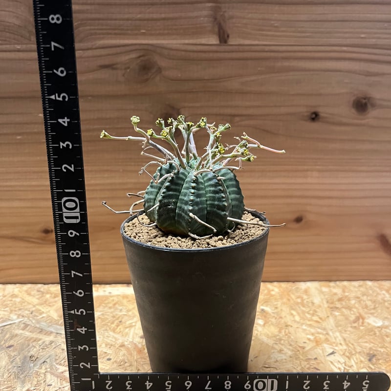 ブラックバリダ×スーパーバリダ　④ ユーフォルビア スーパーバリダ | GREEN LUCK