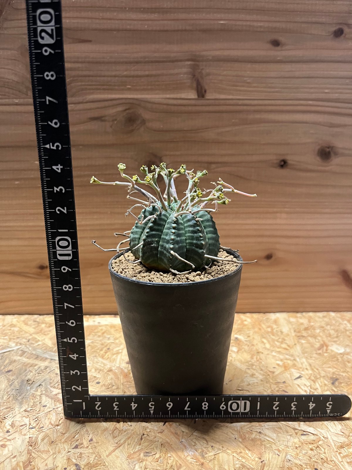 ユーフォルビア スーパーバリダ | GREEN LUCK