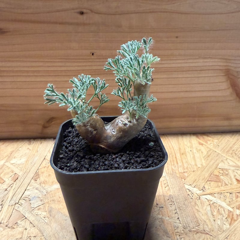 モンソニア ムルチフィダ | GREEN LUCK