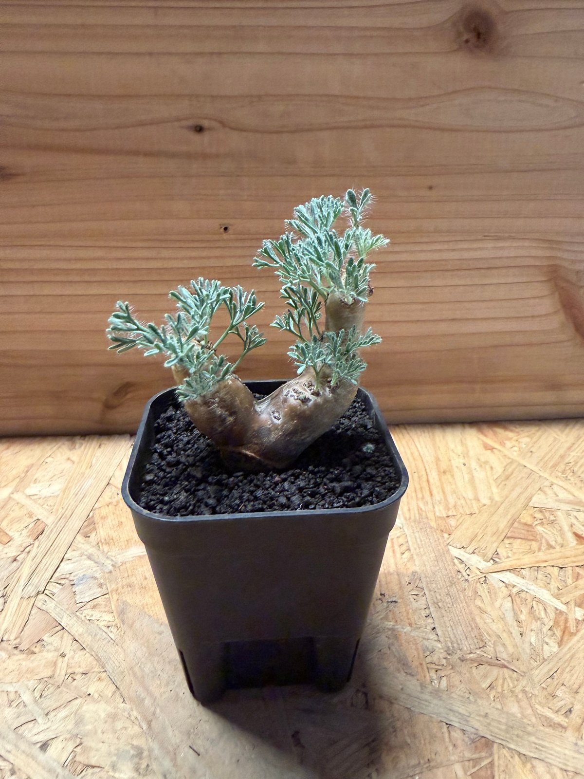 モンソニア ムルチフィダ | GREEN LUCK