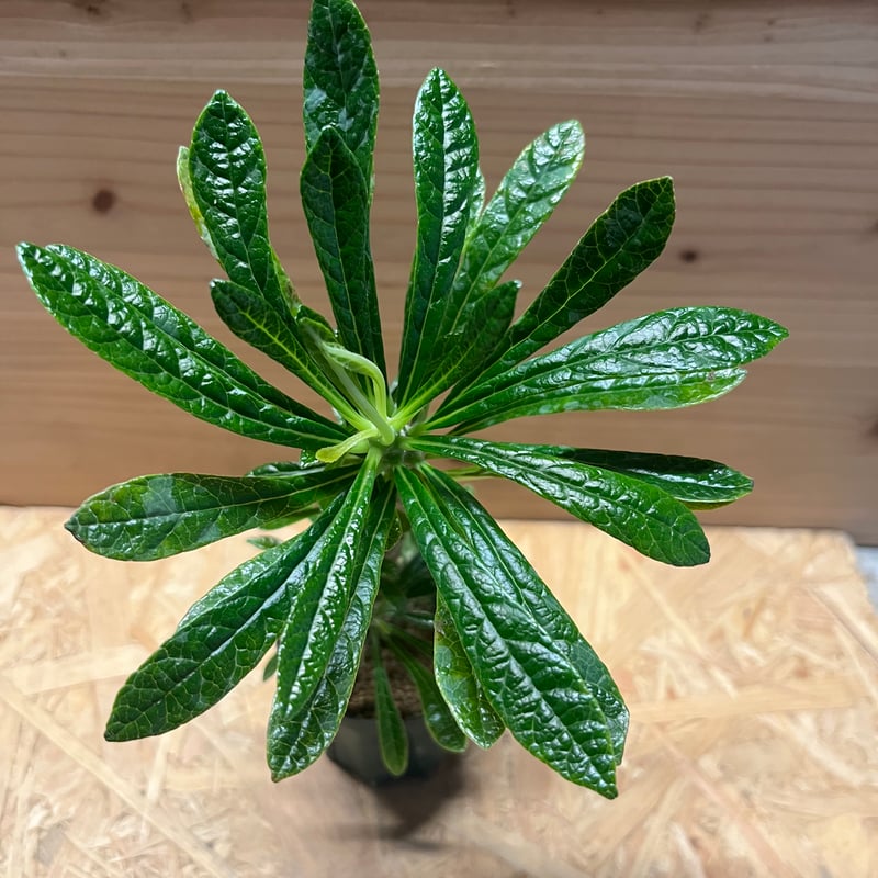 ドルステニア ギガス | GREEN LUCK