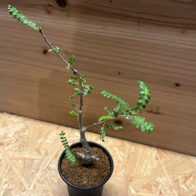 【鉢のまま発送】良型 ボスウェリア ネグレクタ ボスウェリア：ネグレクタ 3.5号鉢植え の通販 | 園芸ネット