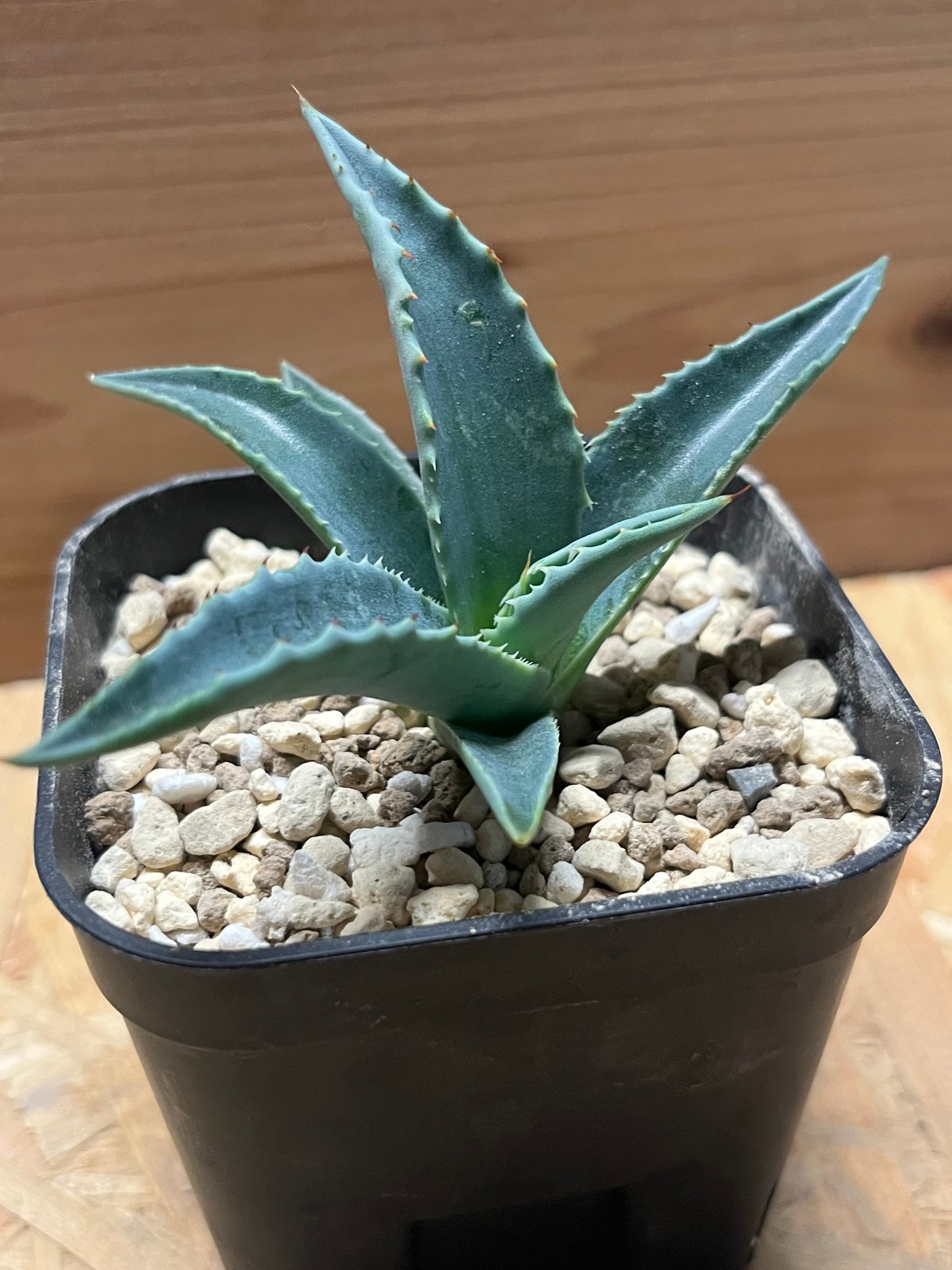 アガベ　モンタナ アガベ モンタナ | GREEN LUCK