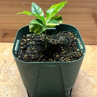 ラフィドフォラ テトラスペルマ ホワイトモンスター | GREEN LUCK