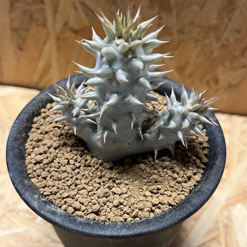 パキポディウム デンシフローラム | GREEN LUCK