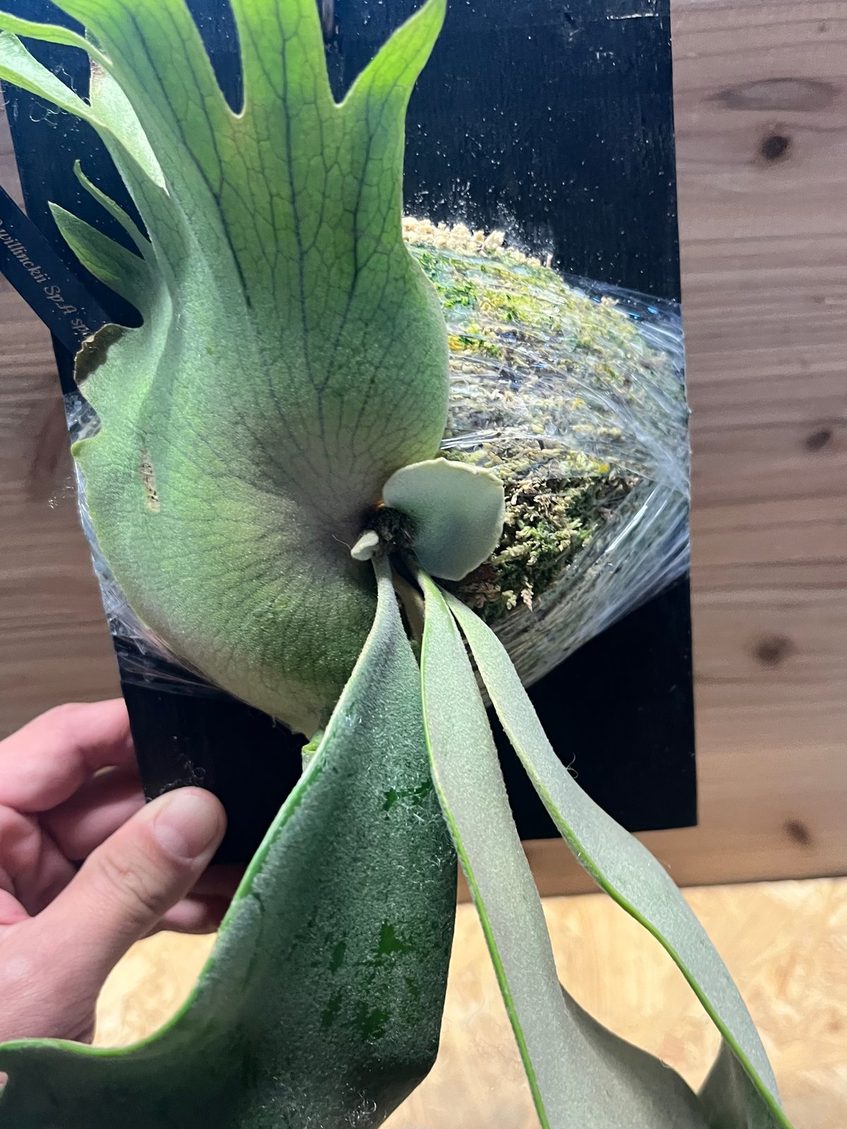 ビカクシダ ウィリンキー sp.Mr A spore | GREEN LUCK