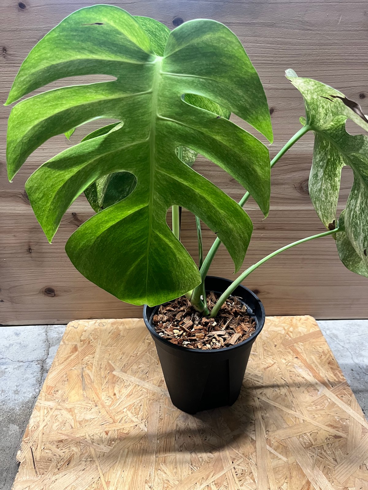モンステラ デリシオーサ フルミント Monstera Full Mint モンステラ フルミント | GREEN LUCK