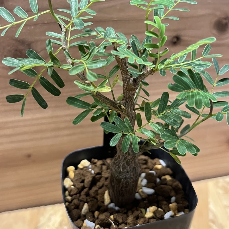 センナ メリディオナリス Senna meridionalis 発根済の特大株 センナ メリディオナリス | STELLA.PLANTS