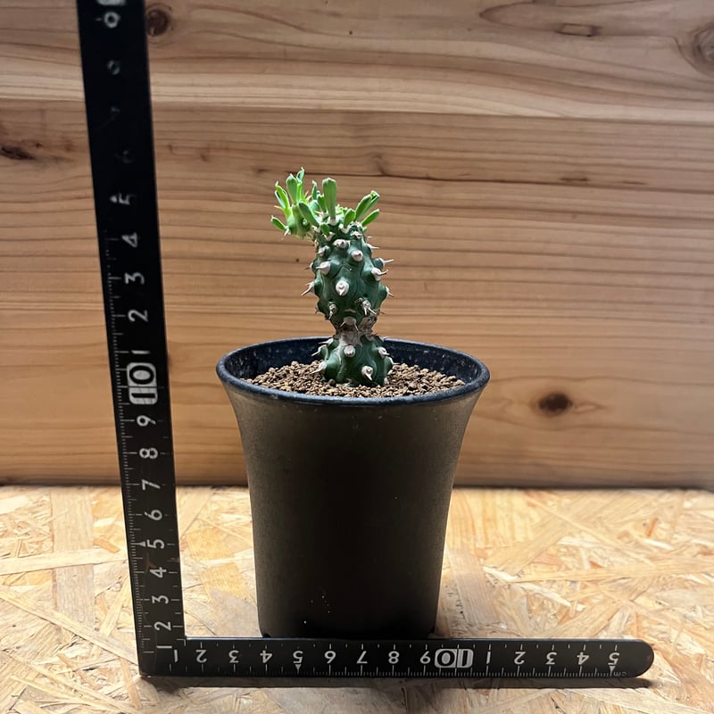 【珍品】ユーフォルビア トム綴化 cv. 'Tom' f.crist 多肉植物 珍品】ユーフォルビア トム綴化 cv. 'Tom' f.crist 多肉植物