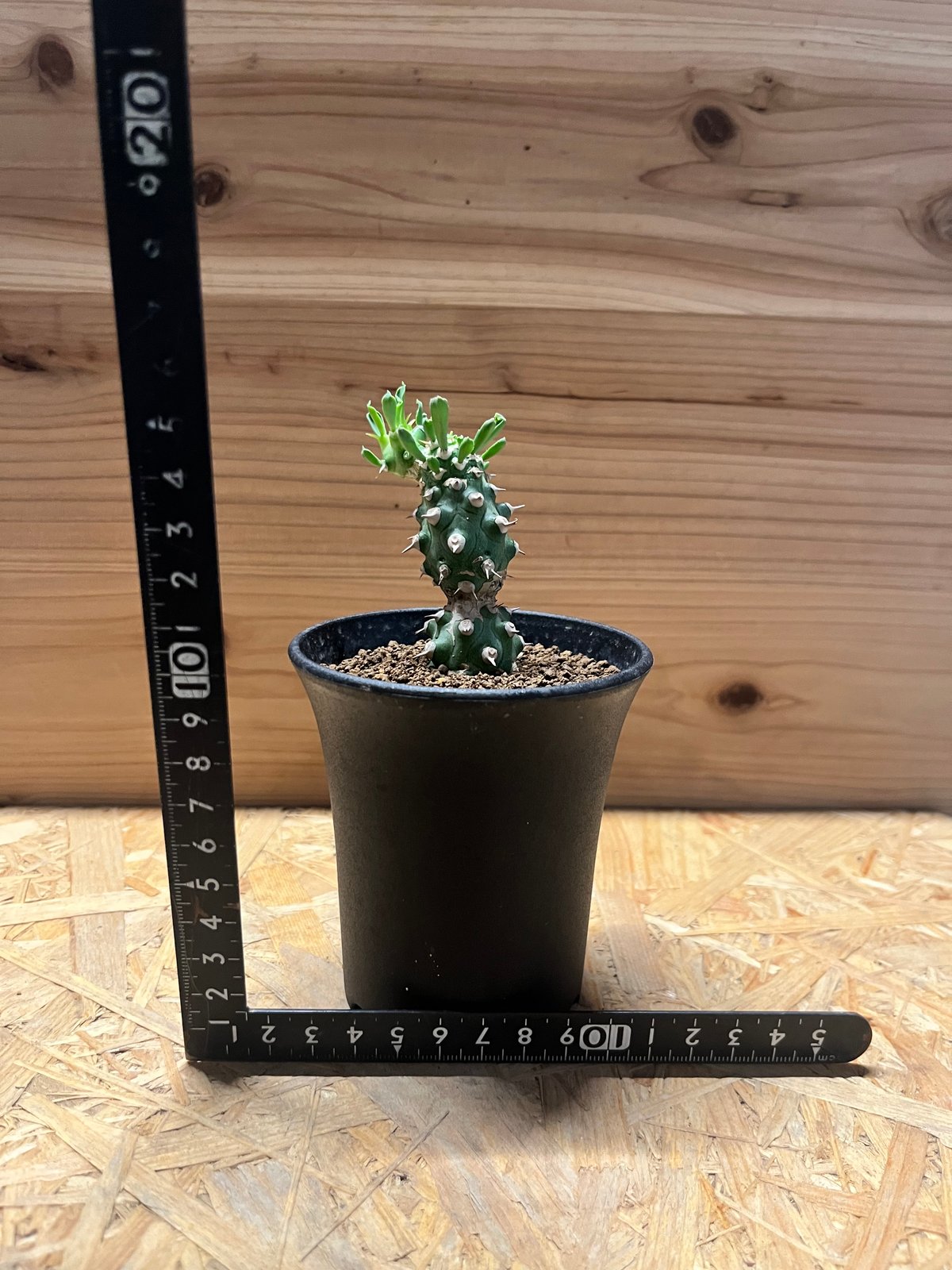 【珍品】ユーフォルビア トム綴化 cv. 'Tom' f.crist 多肉植物 珍品】ユーフォルビア トム綴化 cv. 'Tom' f.crist 多肉植物