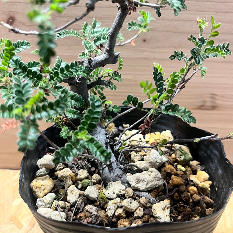 磯山椒　天梅　イソザンショウ　盆栽　24 イソザンショウ盆栽（いそざんしょう・磯山椒）雑木盆栽の「販売と育て