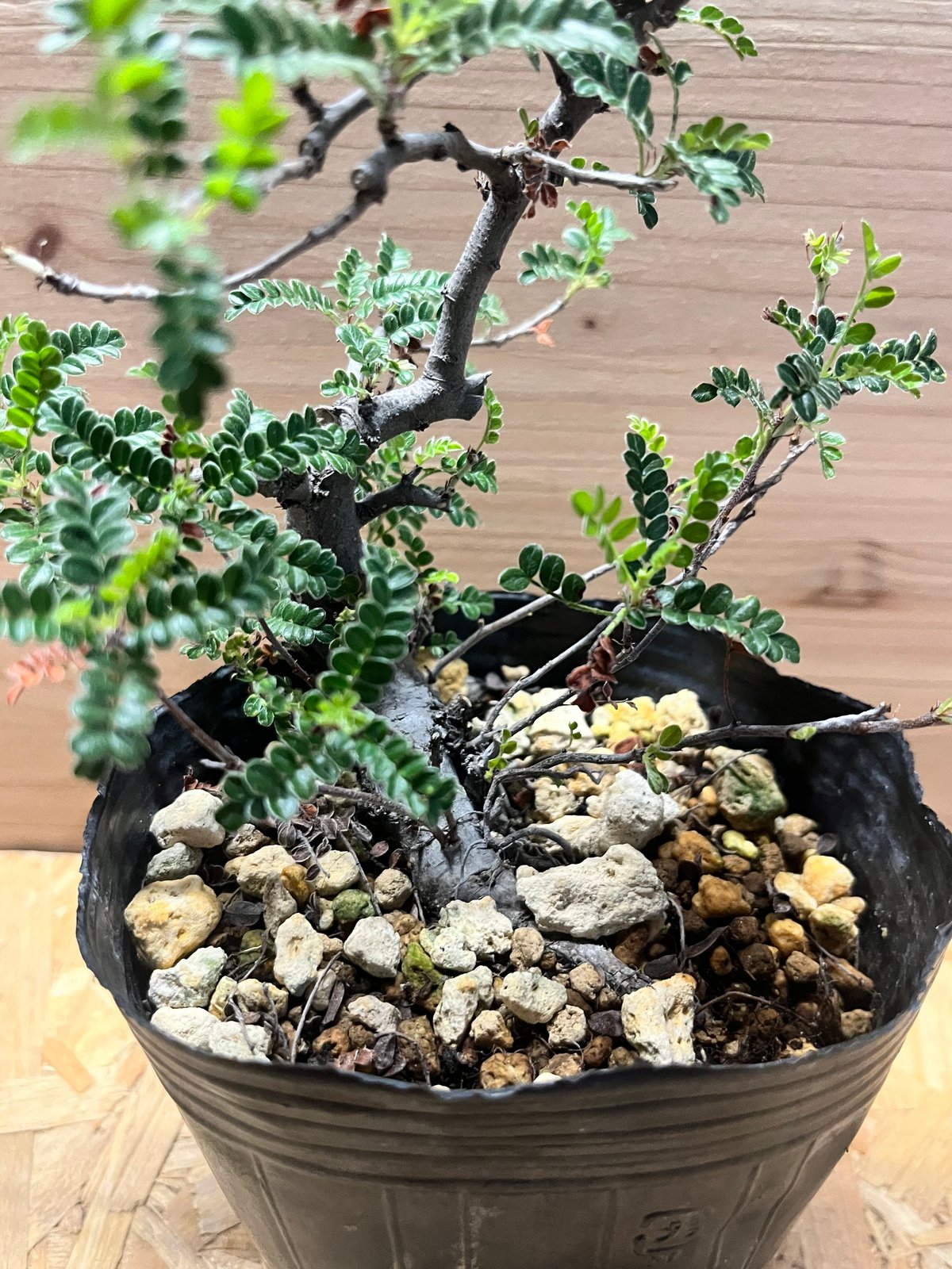 磯山椒 天の梅 | GREEN LUCK