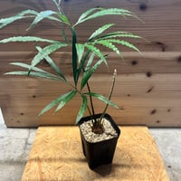 フィロデンドロン グロリオーサム ゼブラ | GREEN LUCK