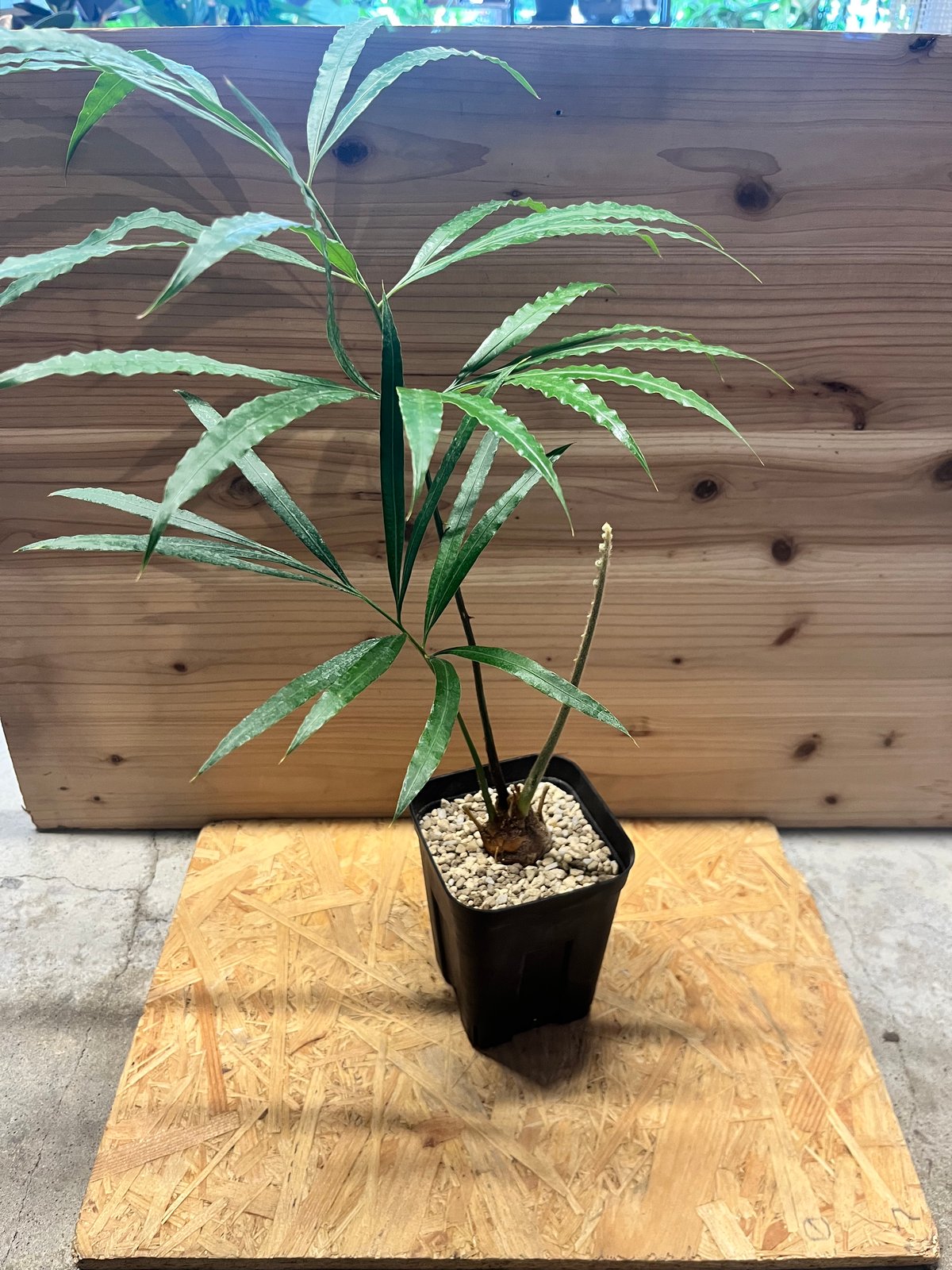 サイカス デバオエンシス | GREEN LUCK