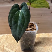 ã¢ã³ã¹ãªãŠã ãã·ã§ã«Ãã¶ã© F3 | GREEN LUCK ã¢ã³ã¹ãªãŠã ãã·ã§ã«Ãã¶ã© F3 | GREEN LUCK
