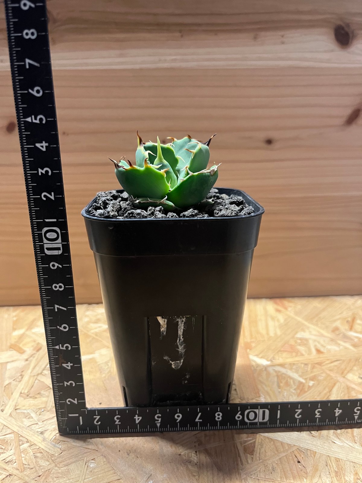 アガベ オテロイ アングリーハート 親株販売 アガベ オテロイ アングリーハート 親株販売