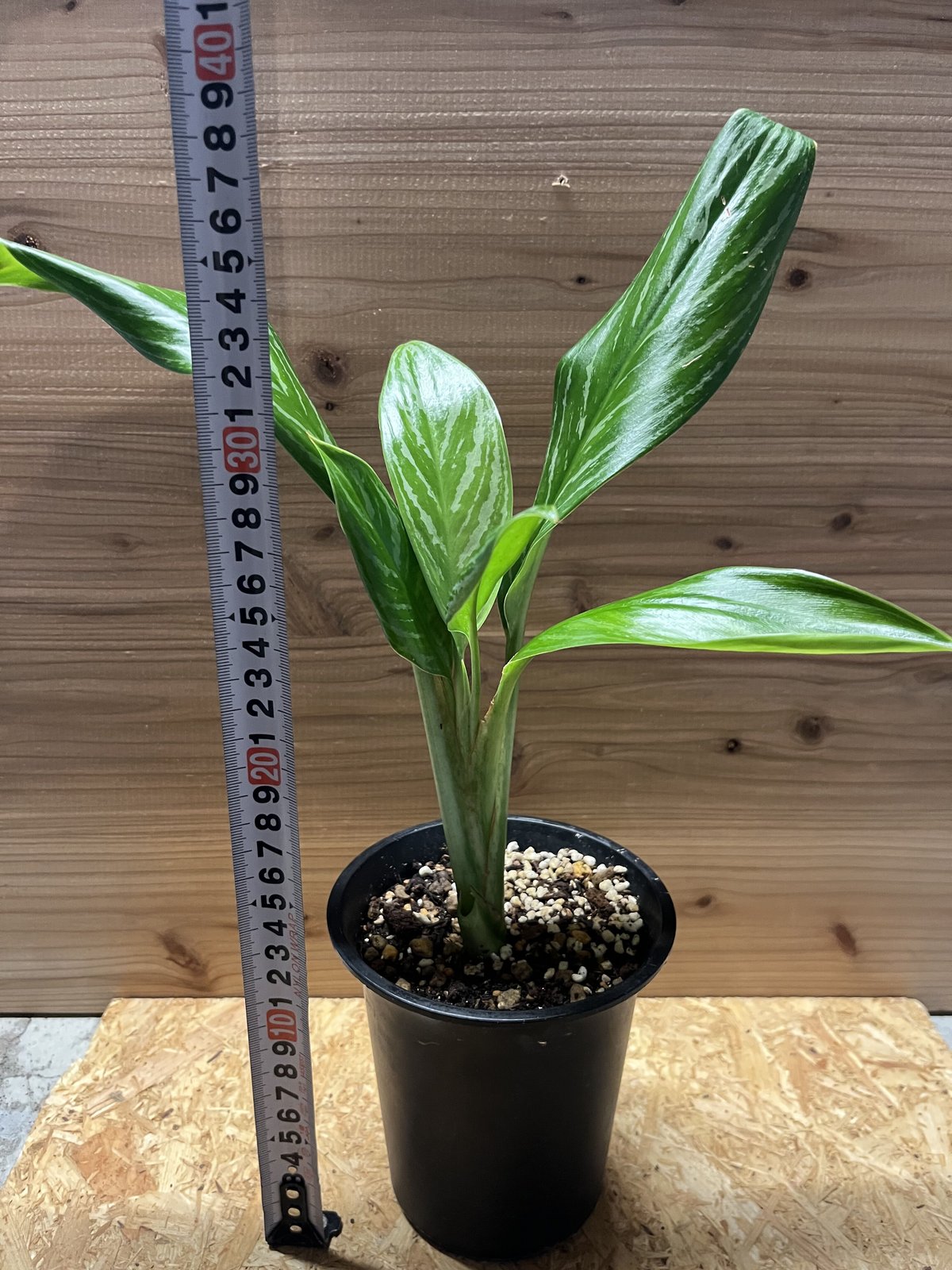 Aglaonema アグラオネマ ニティドゥム\r\n \