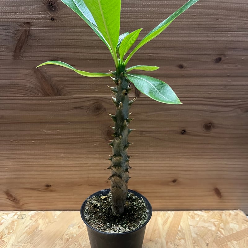 パキポディウム バロニー | GREEN LUCK