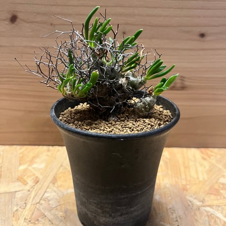 チレコドンレティキュラーツス | STORES