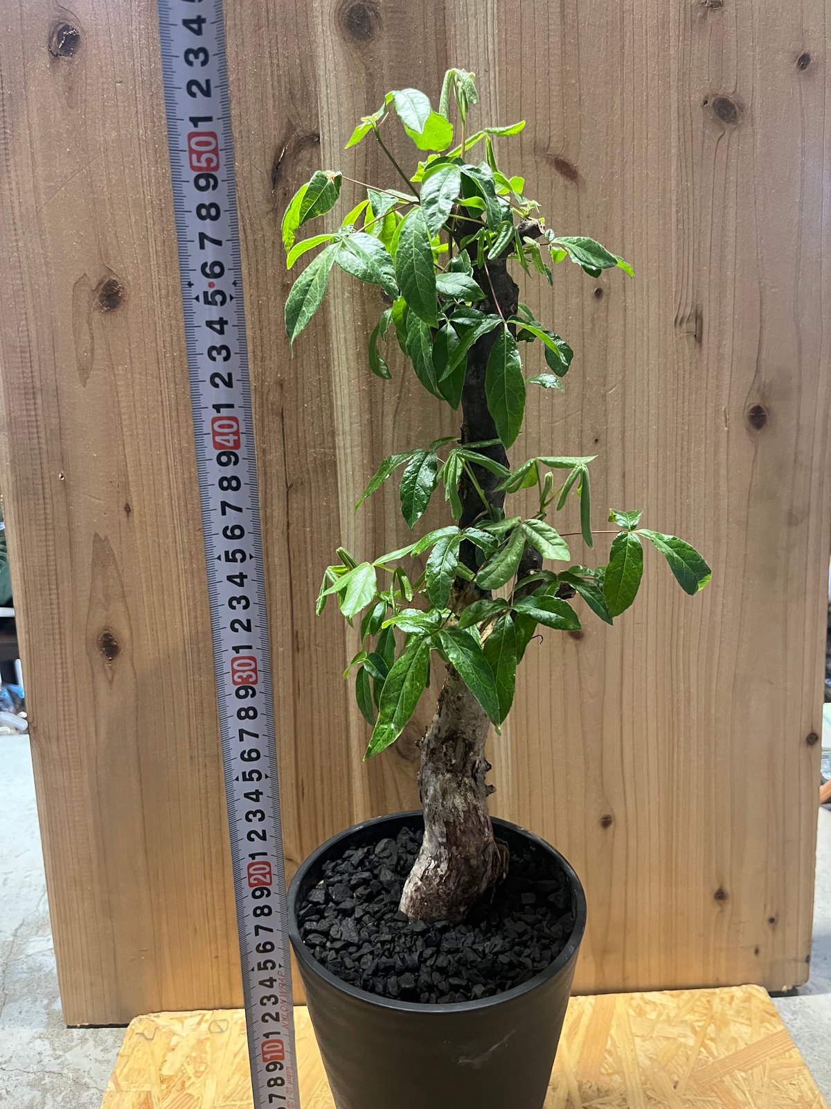 コミフォラ ミルドブラエディ コミフォラ：ミルドブラエディ 2.5号鉢植え の通販 | 園芸ネット