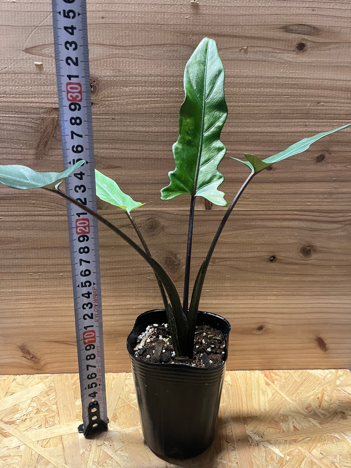 fit=scale-down,w=1200